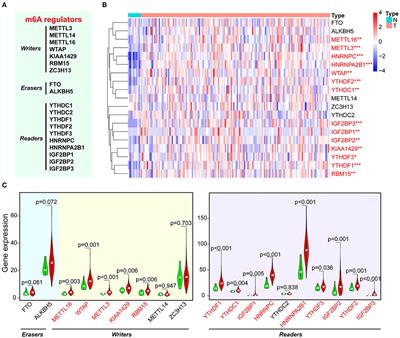 m6A Reader HNRNPA2B1 Promotes Esophageal Cancer Progression via Up-Regulation of ACLY and ACC1